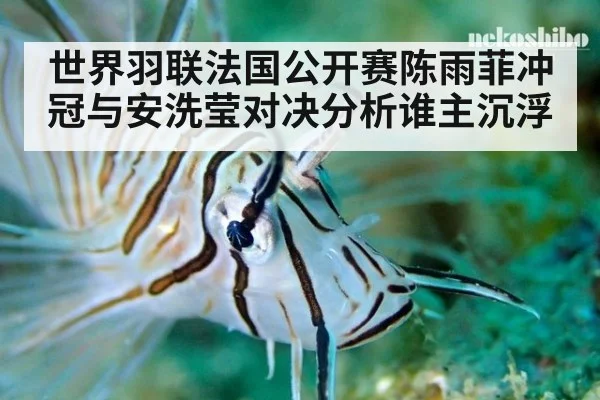 世界羽联法国公开赛陈雨菲冲冠与安洗莹对决分析谁主沉浮